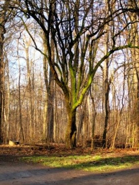 FRIEDENSRAUM - yoga ist ein weg.